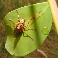 Pseudoperga lewisii at Stromlo, ACT - 7 Jan 2022