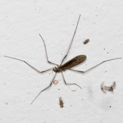 Limoniidae (family) (Unknown Limoniid Crane Fly) at Higgins, ACT - 1 Jan 2022 by AlisonMilton