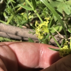 Pimelea curviflora var. acuta at Cotter River, ACT - 29 Dec 2021 by Tapirlord