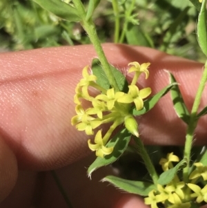 Pimelea curviflora var. acuta at Cotter River, ACT - 29 Dec 2021