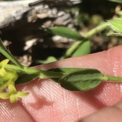 Pimelea curviflora var. acuta at Cotter River, ACT - 29 Dec 2021