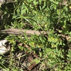 Pimelea curviflora var. acuta at Cotter River, ACT - 29 Dec 2021