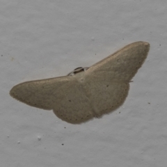 Scopula optivata (Varied Wave) at Higgins, ACT - 3 Jan 2022 by AlisonMilton