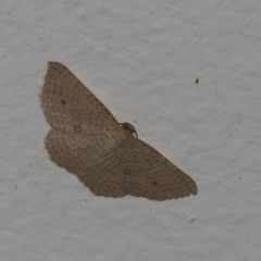 Epicyme rubropunctaria (Red-spotted Delicate) at Higgins, ACT - 3 Jan 2022 by AlisonMilton