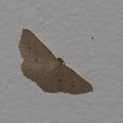 Epicyme rubropunctaria (Red-spotted Delicate) at Higgins, ACT - 2 Jan 2022 by AlisonMilton