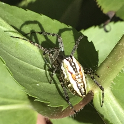 Plebs bradleyi (Enamelled spider) at Cotter River, ACT - 28 Dec 2021 by Tapirlord