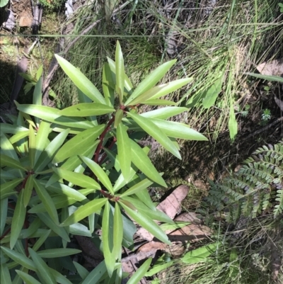 Tasmannia lanceolata (Mountain Pepper) at Cotter River, ACT - 29 Dec 2021 by Tapirlord