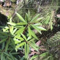 Tasmannia lanceolata at Cotter River, ACT - 29 Dec 2021 10:47 AM