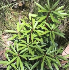 Tasmannia lanceolata at Cotter River, ACT - 29 Dec 2021