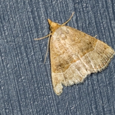 Meranda susialis (Three-lined Snout) at Higgins, ACT - 31 Dec 2021 by AlisonMilton