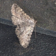 Diatenes gerula (An Erebid moth) at Higgins, ACT - 31 Dec 2021 by AlisonMilton