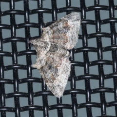 Phrissogonus laticostata (Apple looper moth) at Higgins, ACT - 31 Dec 2021 by AlisonMilton