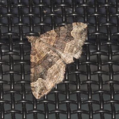 Epyaxa sodaliata (Sodaliata Moth, Clover Moth) at Higgins, ACT - 3 Jan 2022 by AlisonMilton