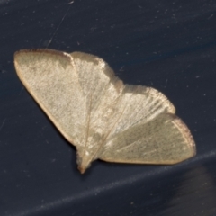 Ocrasa albidalis (A Pyralid moth) at Higgins, ACT - 5 Jan 2022 by AlisonMilton