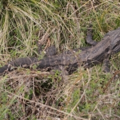 Pogona barbata (Eastern Bearded Dragon) at Cooleman Ridge - 19 Sep 2021 by BarrieR