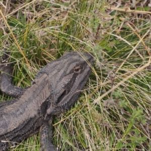 Pogona barbata at Chapman, ACT - 19 Sep 2021