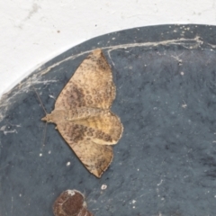 Chrysolarentia mecynata (Mecynata Carpet Moth) at Higgins, ACT - 6 Jan 2022 by AlisonMilton