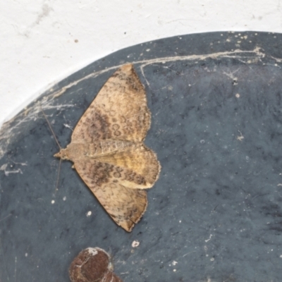 Chrysolarentia mecynata (Mecynata Carpet Moth) at Higgins, ACT - 5 Jan 2022 by AlisonMilton