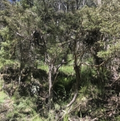 Leptospermum lanigerum at Cotter River, ACT - 29 Dec 2021 10:48 AM