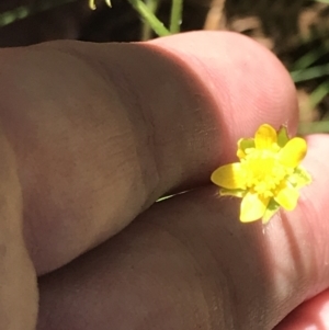 Ranunculus scapiger at Cotter River, ACT - 29 Dec 2021 10:58 AM