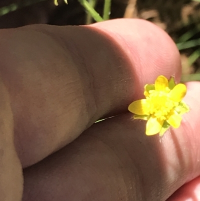 Ranunculus scapiger at Cotter River, ACT - 29 Dec 2021 by Tapirlord