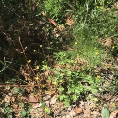 Ranunculus scapiger at Cotter River, ACT - 29 Dec 2021