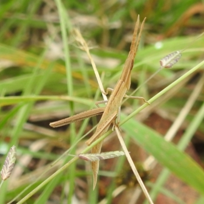 Acrida conica (Giant green slantface) at Stromlo, ACT - 7 Jan 2022 by HelenCross