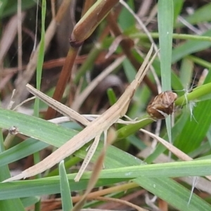 Acrida conica at Stromlo, ACT - 7 Jan 2022