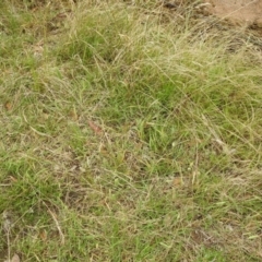 Acrida conica at Stromlo, ACT - 7 Jan 2022