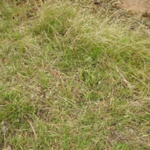 Acrida conica at Stromlo, ACT - suppressed