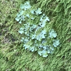 Unverified Lichen at Cotter River, ACT - 29 Dec 2021 by Tapirlord