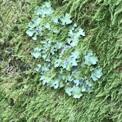 Unverified Lichen at Cotter River, ACT - 29 Dec 2021 by Tapirlord