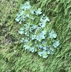 Unidentified Lichen (TBC) at Cotter River, ACT - 29 Dec 2021 by Tapirlord