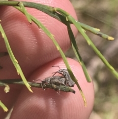 Curculionidae (family) (Unidentified weevil) at Cotter River, ACT - 29 Dec 2021 by Tapirlord