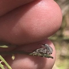 Curculionidae (family) at Cotter River, ACT - 29 Dec 2021 11:31 AM