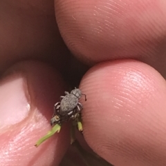 Curculionidae (family) at Cotter River, ACT - 29 Dec 2021