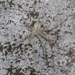 Tamopsis sp. (genus) (Two-tailed spider) at Higgins, ACT - 30 Dec 2021 by AlisonMilton