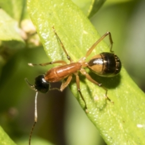 Camponotus consobrinus at Higgins, ACT - 21 Oct 2021