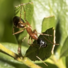 Camponotus consobrinus at Higgins, ACT - 21 Oct 2021
