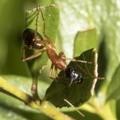 Camponotus consobrinus at Higgins, ACT - 21 Oct 2021 06:12 AM