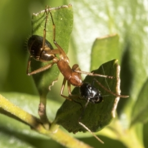 Camponotus consobrinus at Higgins, ACT - 21 Oct 2021 06:12 AM