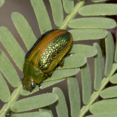 Calomela parilis (Leaf beetle) at Molonglo Valley, ACT - 21 Oct 2021 by AlisonMilton