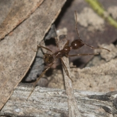 Aphaenogaster longiceps (Funnel ant) at Molonglo Valley, ACT - 21 Oct 2021 by AlisonMilton