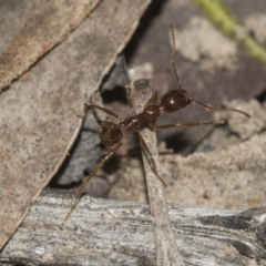 Aphaenogaster longiceps (Funnel ant) at Molonglo Valley, ACT - 20 Oct 2021 by AlisonMilton