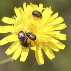 Automolius sp. (genus) (Scarab or Chafer beetle) at West Belconnen Pond - 7 Dec 2021 by AlisonMilton