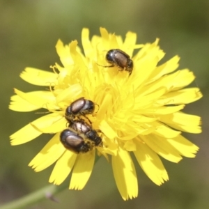 Automolius sp. (genus) at Dunlop, ACT - 7 Dec 2021