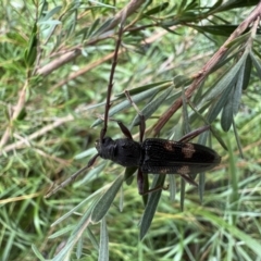 Phoracantha punctata (Longhorn beetle) at Murrumbateman, NSW - 7 Jan 2022 by SimoneC