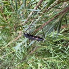Phoracantha punctata at Murrumbateman, NSW - 7 Jan 2022