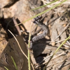 Geometridae (family) IMMATURE at Bruce, ACT - 31 Dec 2021 by AlisonMilton