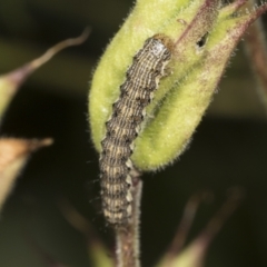 Helicoverpa (genus) (A bollworm) at Higgins, ACT - 22 Dec 2021 by AlisonMilton